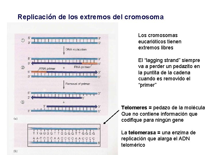 Replicación de los extremos del cromosoma Los cromosomas eucarióticos tienen extremos libres El “lagging