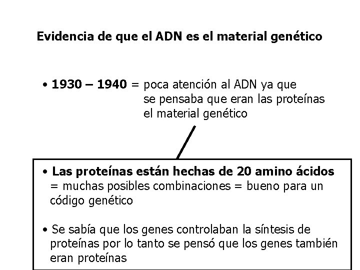 Evidencia de que el ADN es el material genético • 1930 – 1940 =