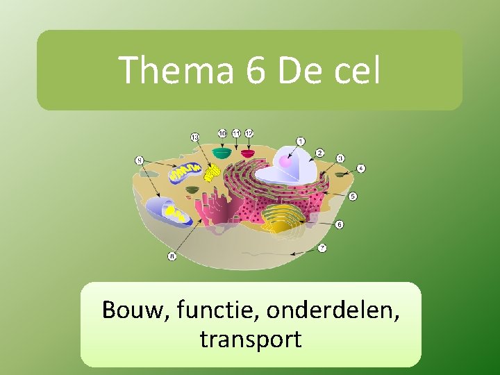 Thema 6 De cel Bouw, functie, onderdelen, transport 