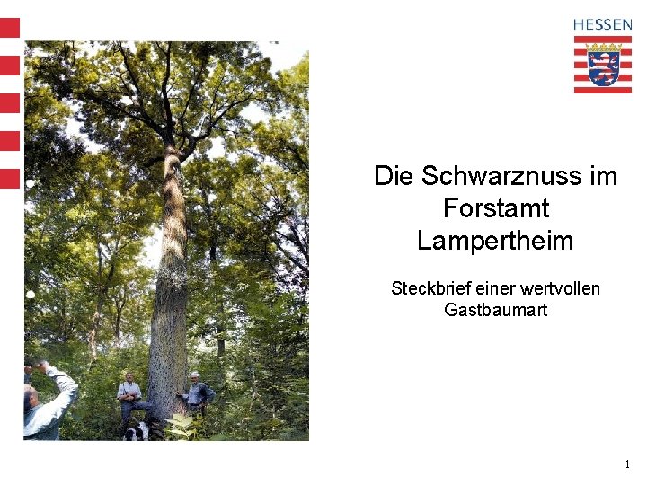 Alternativ zur Hessenkarte Foto oder Graphik einfügen. Die Schwarznuss im Forstamt Lampertheim Steckbrief einer