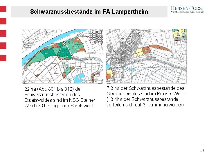 Schwarznussbestände im FA Lampertheim 22 ha (Abt. 801 bis 812) der Schwarznussbestände des Staatswaldes Schwarznussbestände im FA Lampertheim 22 ha (Abt. 801 bis 812) der Schwarznussbestände des Staatswaldes