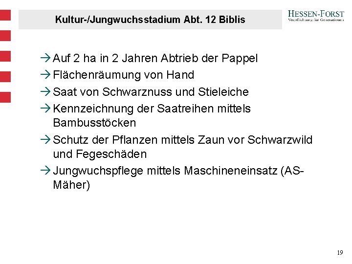 Kultur-/Jungwuchsstadium Abt. 12 Biblis à Auf 2 ha in 2 Jahren Abtrieb der Pappel Kultur-/Jungwuchsstadium Abt. 12 Biblis à Auf 2 ha in 2 Jahren Abtrieb der Pappel