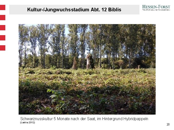 Kultur-/Jungwuchsstadium Abt. 12 Biblis Schwarznusskultur 5 Monate nach der Saat, im Hintergrund Hybridpappeln (Lattka