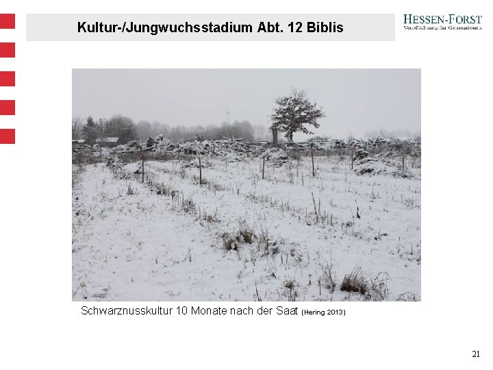Kultur-/Jungwuchsstadium Abt. 12 Biblis Schwarznusskultur 10 Monate nach der Saat (Hering 2013) 21 Kultur-/Jungwuchsstadium Abt. 12 Biblis Schwarznusskultur 10 Monate nach der Saat (Hering 2013) 21