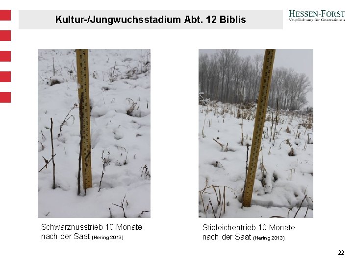 Kultur-/Jungwuchsstadium Abt. 12 Biblis Schwarznusstrieb 10 Monate nach der Saat (Hering 2013) Stieleichentrieb 10