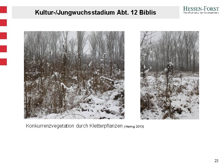 Kultur-/Jungwuchsstadium Abt. 12 Biblis Konkurrenzvegetation durch Kletterpflanzen (Hering 2013) 23 