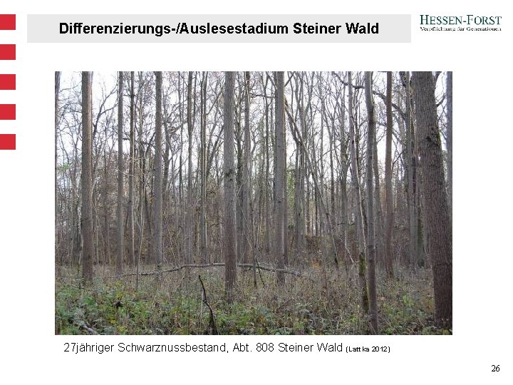 Differenzierungs-/Auslesestadium Steiner Wald 27 jähriger Schwarznussbestand, Abt. 808 Steiner Wald (Lattka 2012) 26 