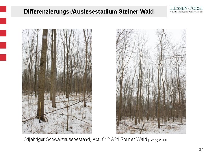 Differenzierungs-/Auslesestadium Steiner Wald 31 jähriger Schwarznussbestand, Abt. 812 A 21 Steiner Wald (Hering 2013)