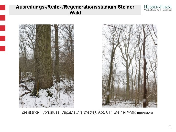 Ausreifungs-/Reife- /Regenerationsstadium Steiner Wald Zielstarke Hybridnuss (Juglans intermedia), Abt. 811 Steiner Wald (Hering 2013)