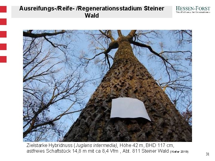 Ausreifungs-/Reife- /Regenerationsstadium Steiner Wald Zielstarke Hybridnuss (Juglans intermedia), Höhe 42 m, BHD 117 cm,