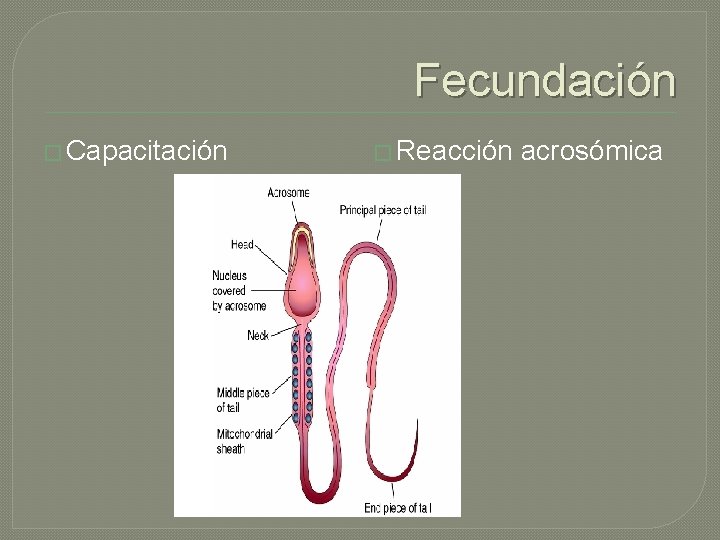 Fecundación � Capacitación � Reacción acrosómica 