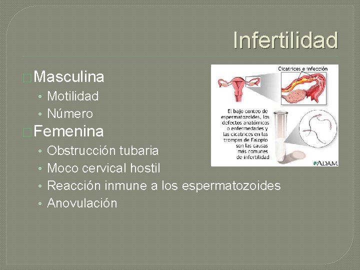 Infertilidad �Masculina • Motilidad • Número �Femenina • • Obstrucción tubaria Moco cervical hostil