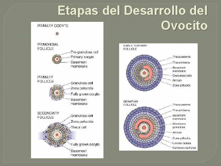 Etapas del Desarrollo del Ovocito 