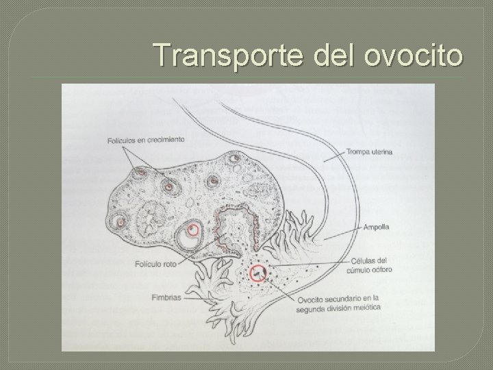 Transporte del ovocito 