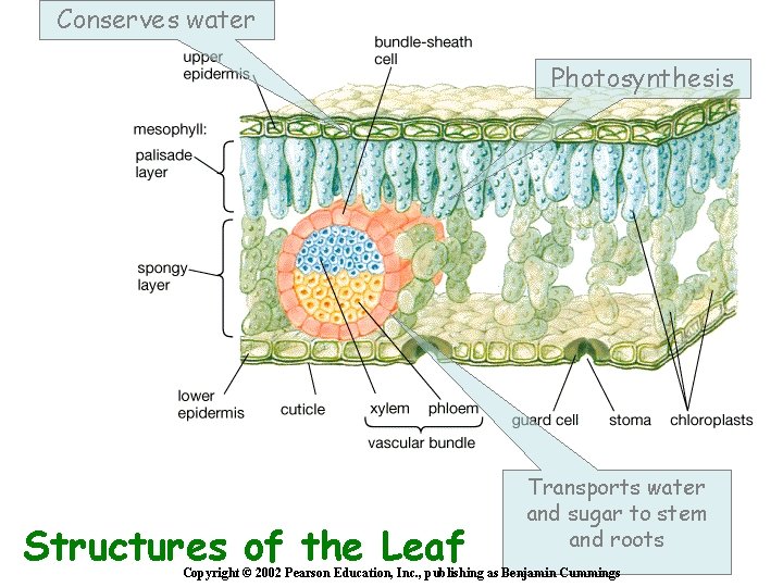 Conserves water Photosynthesis Structures of the Leaf Transports water and sugar to stem and