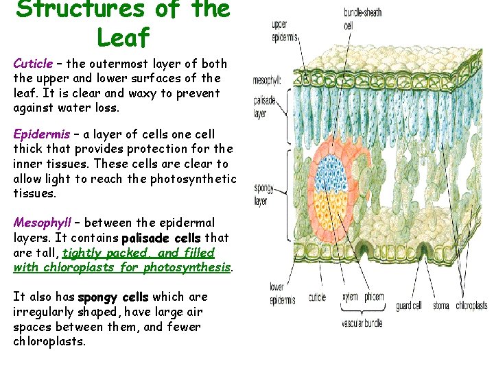 Structures of the Leaf Cuticle – the outermost layer of both the upper and