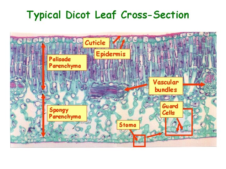 Typical Dicot Leaf Cross-Section Cuticle Palisade Parenchyma Epidermis Vascular bundles Guard Cells Spongy Parenchyma