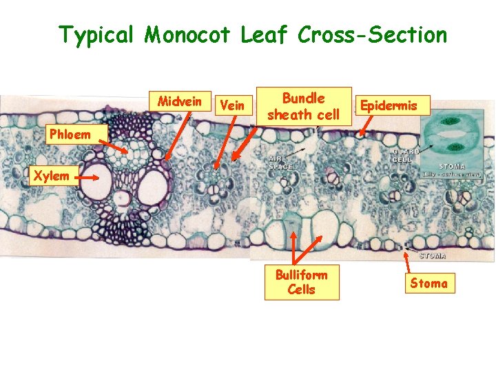 Typical Monocot Leaf Cross-Section Midvein Vein Bundle sheath cell Epidermis Phloem Xylem Bulliform Cells
