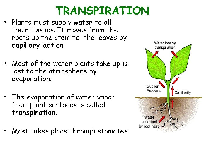 TRANSPIRATION • Plants must supply water to all their tissues. It moves from the