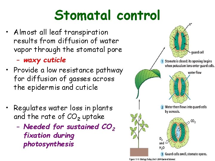 Stomatal control • Almost all leaf transpiration results from diffusion of water vapor through