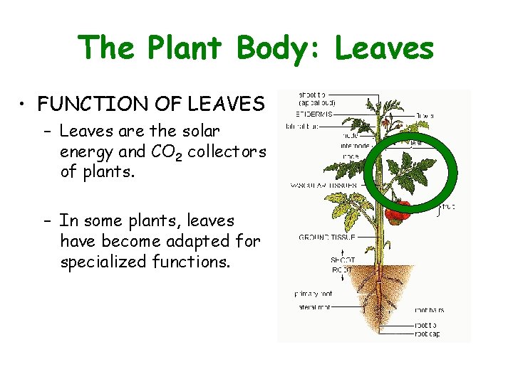 The Plant Body: Leaves • FUNCTION OF LEAVES – Leaves are the solar energy