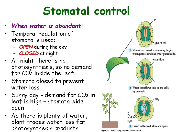 Stomatal control • When water is abundant: • Temporal regulation of stomata is used: