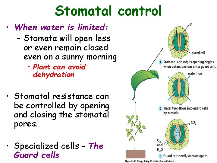 Stomatal control • When water is limited: – Stomata will open less or even