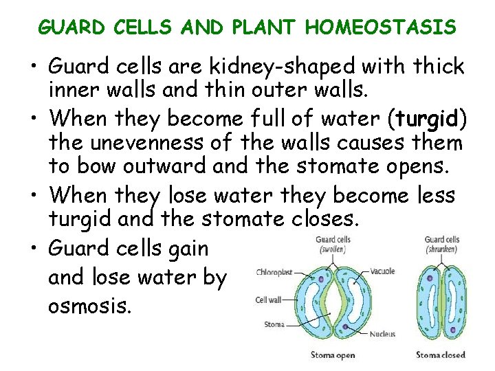 GUARD CELLS AND PLANT HOMEOSTASIS • Guard cells are kidney-shaped with thick inner walls