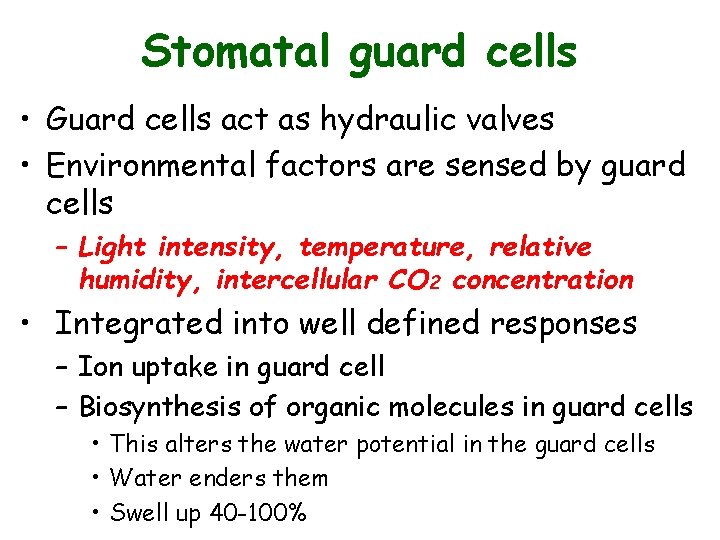Stomatal guard cells • Guard cells act as hydraulic valves • Environmental factors are