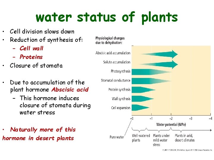 water status of plants • Cell division slows down • Reduction of synthesis of: