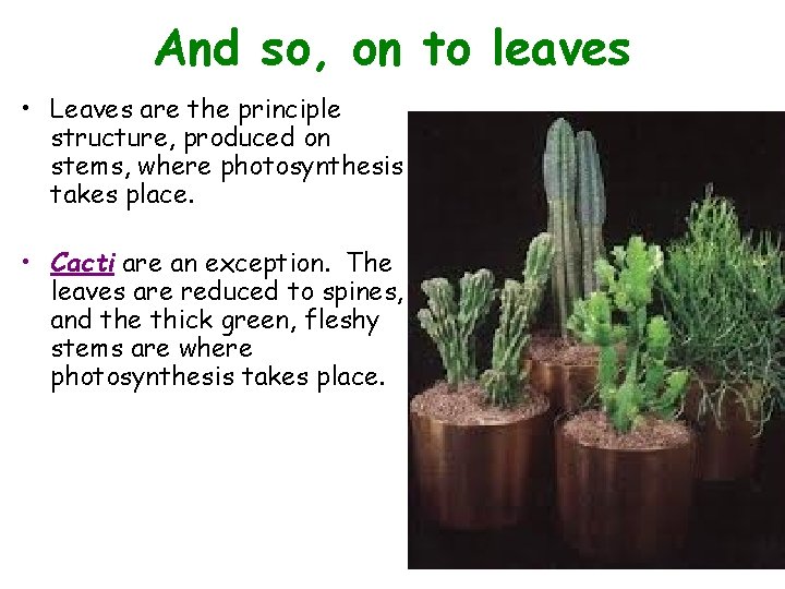 And so, on to leaves • Leaves are the principle structure, produced on stems,