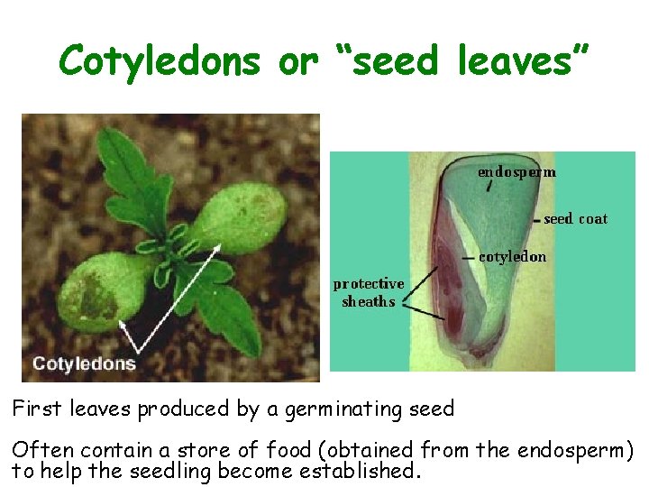 Cotyledons or “seed leaves” First leaves produced by a germinating seed Often contain a