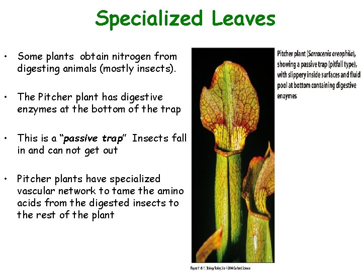 Specialized Leaves Figure 11. 8 (1) • Some plants obtain nitrogen from digesting animals