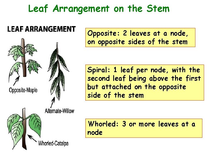 Leaf Arrangement on the Stem Opposite: 2 leaves at a node, on opposite sides