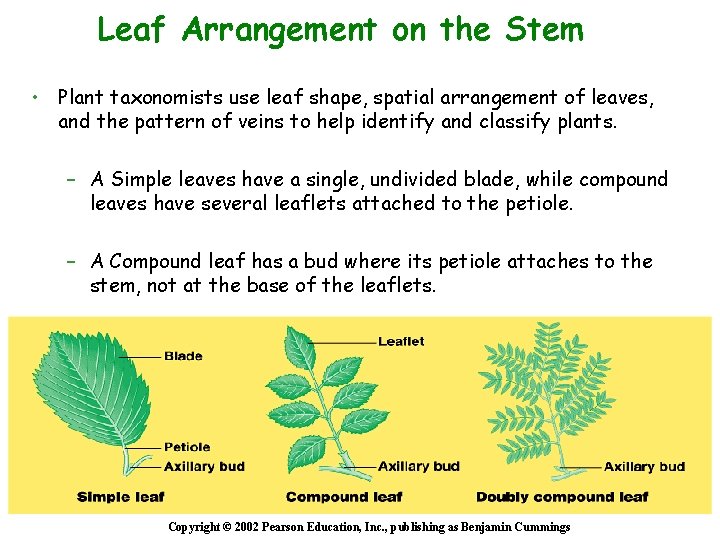 Leaf Arrangement on the Stem • Plant taxonomists use leaf shape, spatial arrangement of