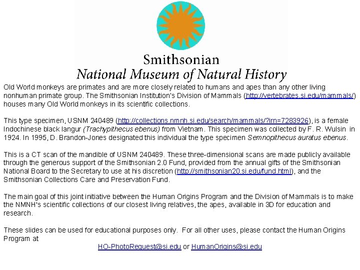 Old World monkeys are primates and are more closely related to humans and apes