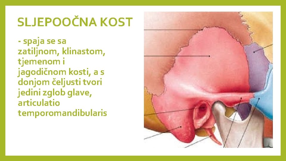 SLJEPOOČNA KOST - spaja se sa zatiljnom, klinastom, tjemenom i jagodičnom kosti, a s