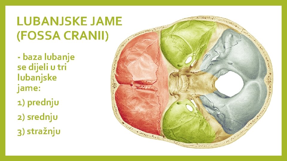 LUBANJSKE JAME (FOSSA CRANII) - baza lubanje se dijeli u tri lubanjske jame: 1)