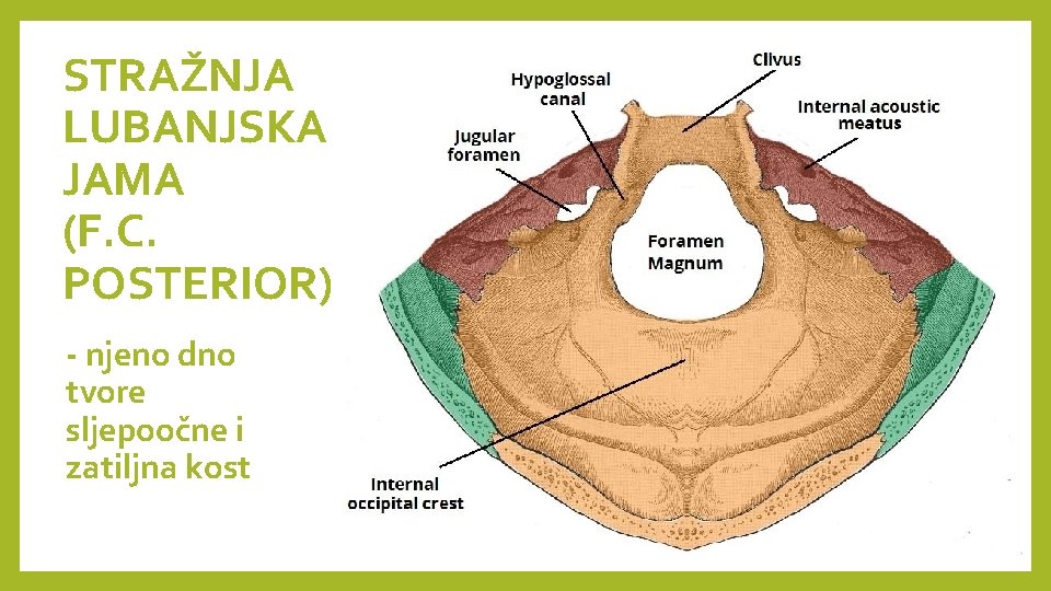 STRAŽNJA LUBANJSKA JAMA (F. C. POSTERIOR) - njeno dno tvore sljepoočne i zatiljna kost