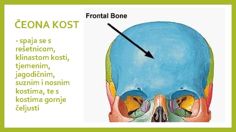 ČEONA KOST - spaja se s rešetnicom, klinastom kosti, tjemenim, jagodičnim, suznim i nosnim