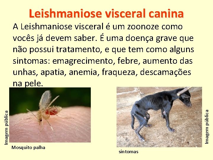 Leishmaniose visceral canina Mosquito palha Imagem pública A Leishmaniose visceral é um zoonoze como