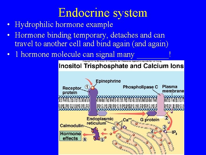 Endocrine system • Hydrophilic hormone example • Hormone binding temporary, detaches and can travel
