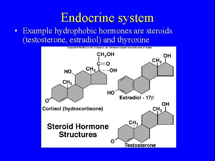 Endocrine system • Example hydrophobic hormones are steroids (testosterone, estradiol) and thyroxine 
