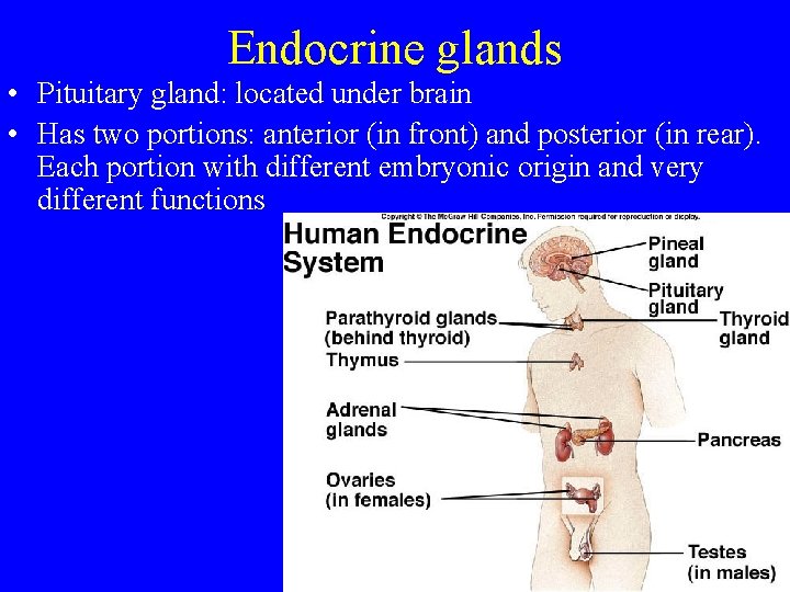 Endocrine glands • Pituitary gland: located under brain • Has two portions: anterior (in