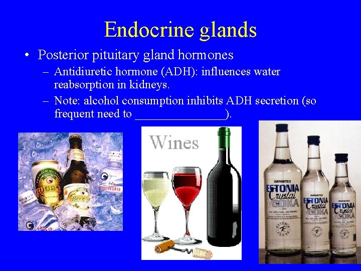Endocrine glands • Posterior pituitary gland hormones – Antidiuretic hormone (ADH): influences water reabsorption