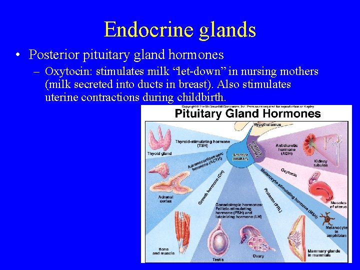 Endocrine glands • Posterior pituitary gland hormones – Oxytocin: stimulates milk “let-down” in nursing