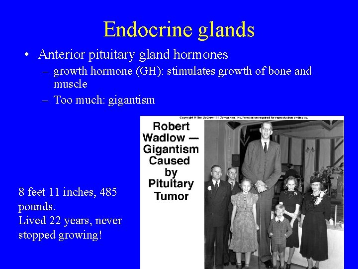 Endocrine glands • Anterior pituitary gland hormones – growth hormone (GH): stimulates growth of