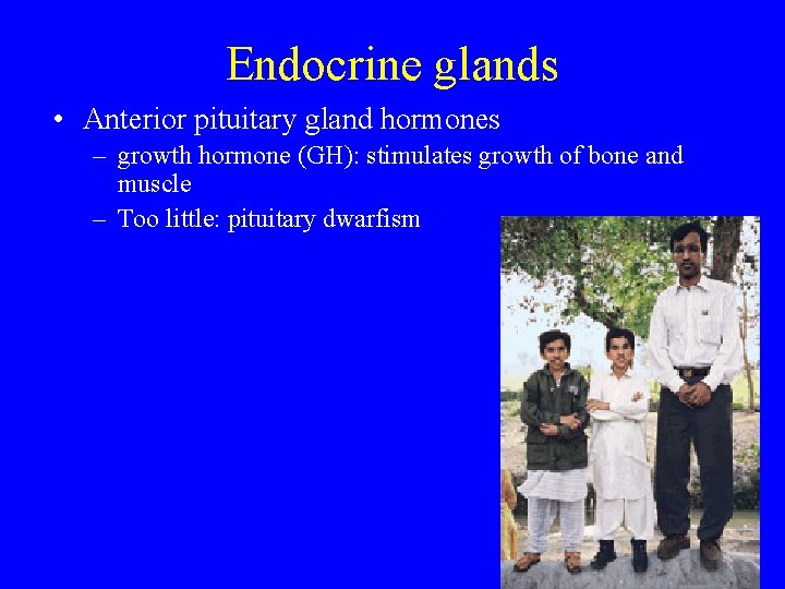 Endocrine glands • Anterior pituitary gland hormones – growth hormone (GH): stimulates growth of