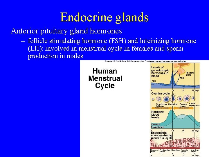 Endocrine glands Anterior pituitary gland hormones – follicle stimulating hormone (FSH) and luteinizing hormone