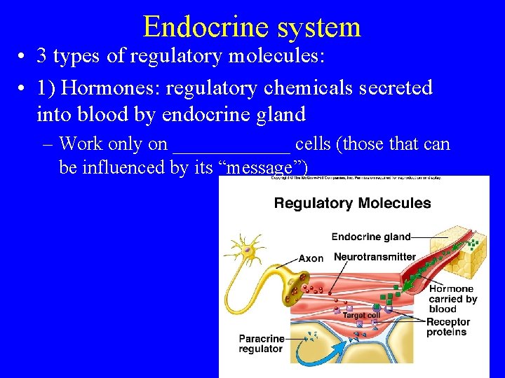 Endocrine system • 3 types of regulatory molecules: • 1) Hormones: regulatory chemicals secreted